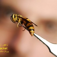 عکس زنبور زرد وحشی