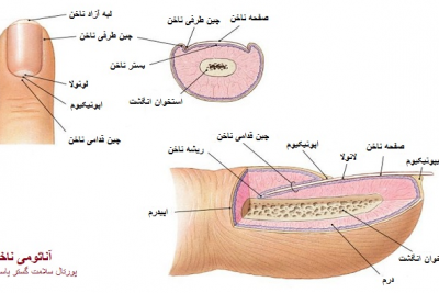 آناتومی ناخن