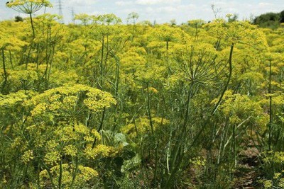 تصویر رازیانه (Fennel)