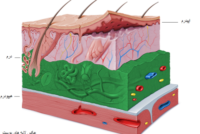 لایه های پوست