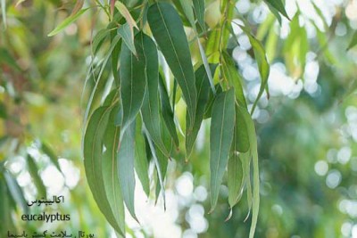تصویر گیاه اکالیپتوس (Eucalyptus)