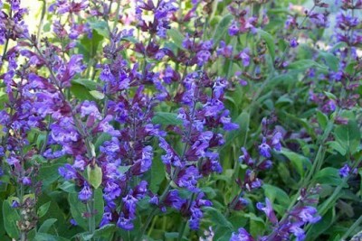 تصویر گیاه مریم گلی (Salvia officinalis)