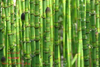 تصوير گياه دم اسب (Horsetail)