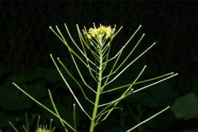 تصویر گیاه خاکشیر (Sisymbrium)