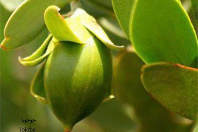 تصویر گیاه جوجوبا (jojoba)