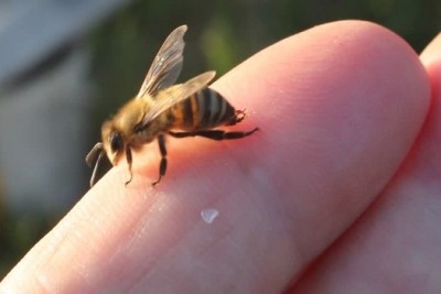 چگونه زنبور گزیدگی را درمان کنیم؟