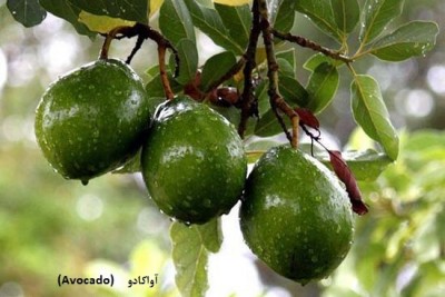 تصویر گیاه  آواکادو (Avocado)