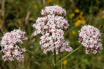 تصویر گیاه سنبل الطیب یا علف گربه (Valerian)