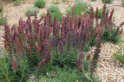 تصویر گل گاو زبان (Echium)