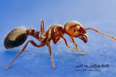 عکس مورچه آتشین  (fire Ant)