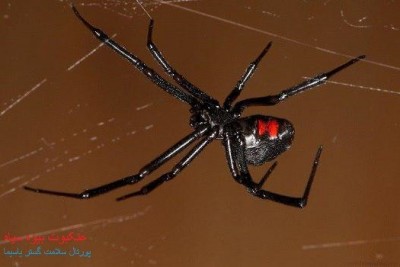 عکس عنکبوت بیوه سیاه(black spider widow)