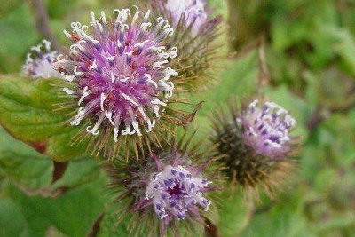 تصویر گیاه بابا آدم (Arctium lappa)