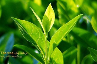 تصوير درخت چاي  (Tea tree)