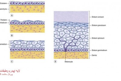 لایه اپیدرم پوست