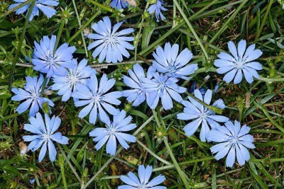 تصویر گیاه کاسنی (Cichorium intybus)