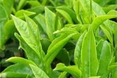 آشنایی با پماد 15%Sinecatechins (نام تجاری Veregen) موثر در درمان زگیل تناسلی