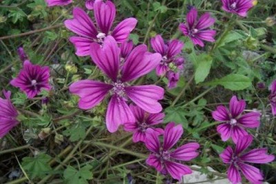 تصویر گیاه پنیرک (Malva sylvestris)