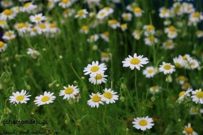 تصویر گیاه بابونه (Chamomile)