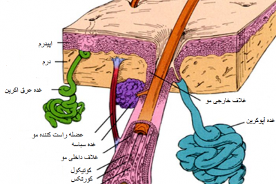 ضمائم پوست