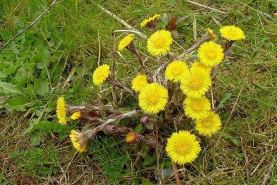 تصویر گیاه پای خر (Tussilago farfara)