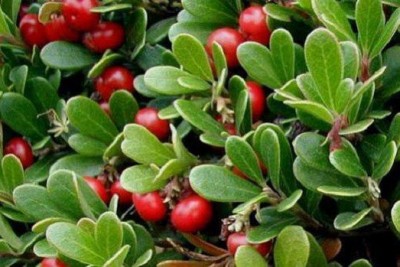 گیاه آربوتین (Arbutin) روشن کننده بی خطر پوست