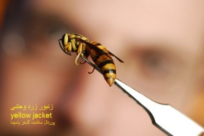 عکس زنبور زرد وحشی