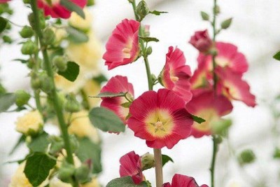 تصویر گل ختمی (Alcea)