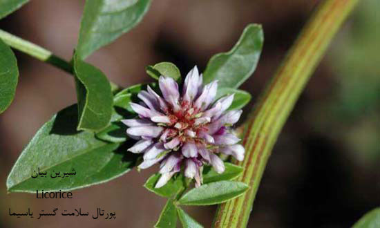 شيرين بيان