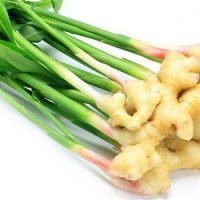 تصویر زنجبیل (Ginger)