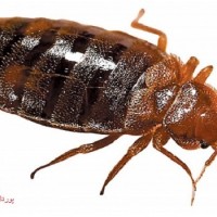 عکس ساس تختخواب