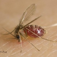 عکس پشه خاکی