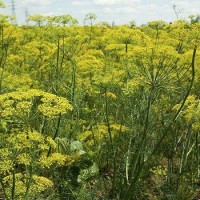 تصویر رازیانه (Fennel)