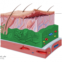 لایه های پوست