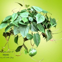 تصوير گل شیپوری پیچی آمريكايي
