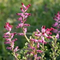 تصویر شاه تره (Fumaria officinalis)
