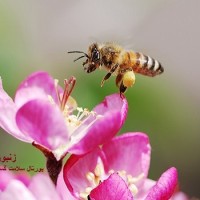 عکس زنبور عسل