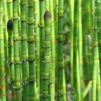 تصوير گياه دم اسب (Horsetail)