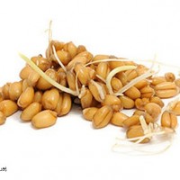 تصوير جوانه گندم (Wheat germ)