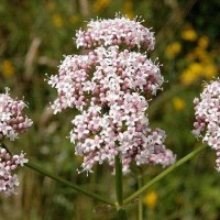 تصویر گیاه سنبل الطیب یا علف گربه (Valerian)