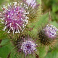 تصویر گیاه بابا آدم (Arctium lappa)