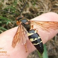 عکس زنبور کاغذی