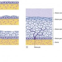 لایه اپیدرم پوست