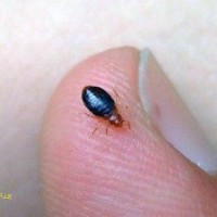 عکس  ساس تختخواب