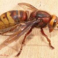 عکس زنبور سرخ