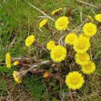 تصویر گیاه پای خر (Tussilago farfara)