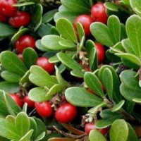 گیاه آربوتین (Arbutin) روشن کننده بی خطر پوست