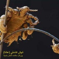 عکس شپش تناسلی (عانه)