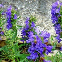 تصویر گیاه زوفا (Hyssop)