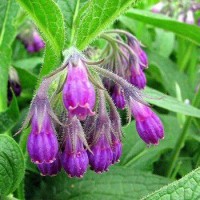 تصویر گیاه هماور (Symphytum)