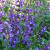 تصویر گیاه مریم گلی (Salvia officinalis)